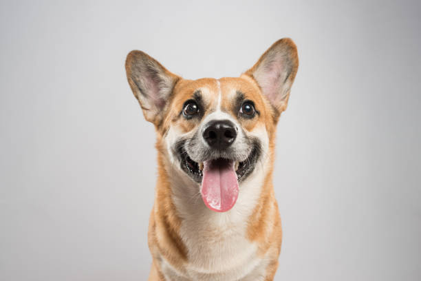 istock Funny corgi pembroke in studio in front of a white background 1132439516