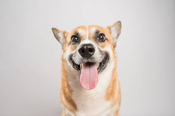 istock Funny corgi pembroke in studio in front of a white background 1132439574