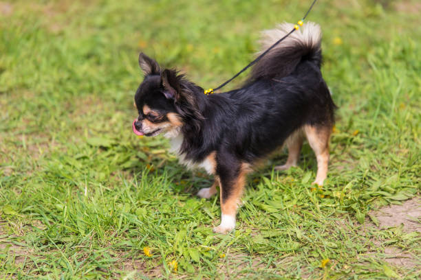 istock Chihuahua dog in the park 1132440530