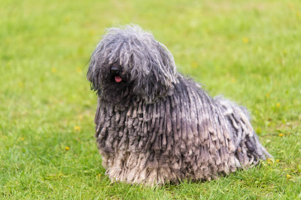 Puli ırkı köpekler