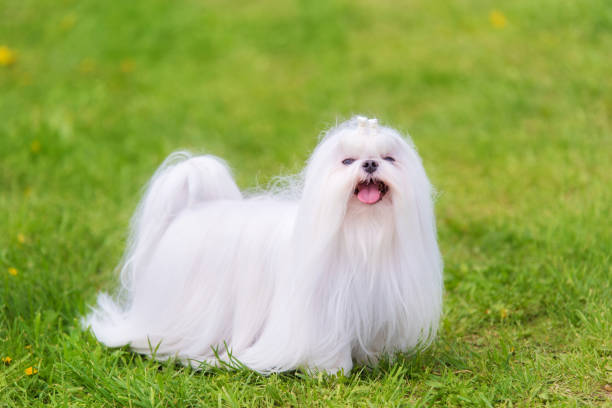 istock Maltese  dog in the park 1132440535
