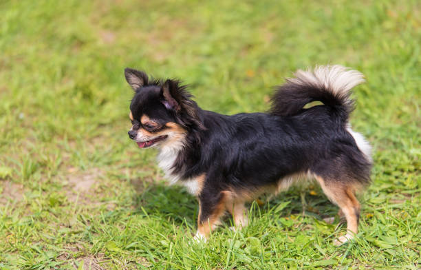 istock Chihuahua dog in the park 1132440538