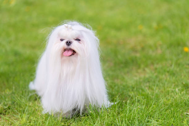 istock Maltese  dog in the park 1132440540