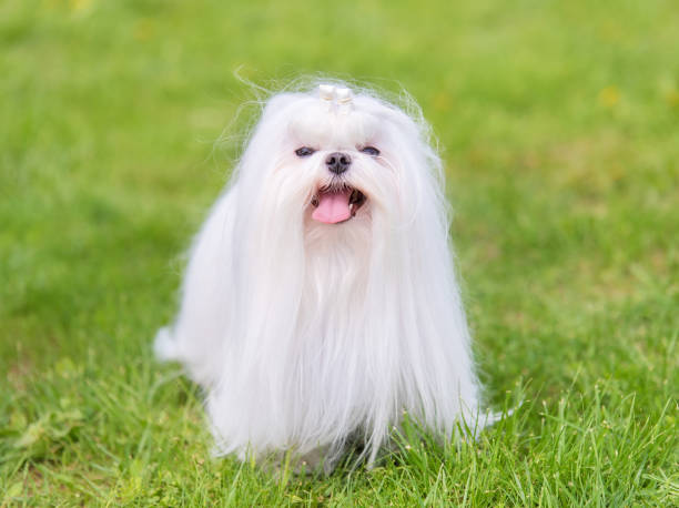 istock Maltese  dog in the park 1132440541