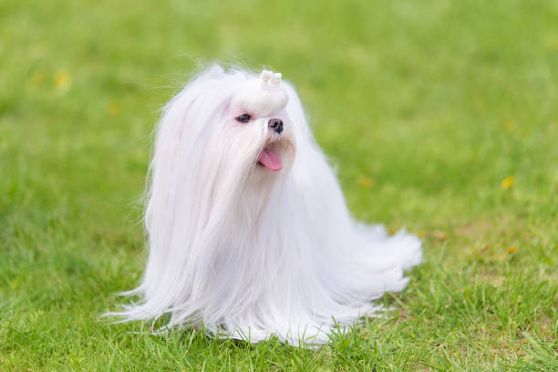 istock Maltese  dog in the park 1132440544