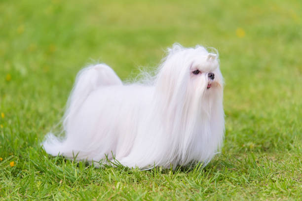 istock Maltese  dog in the park 1132440545