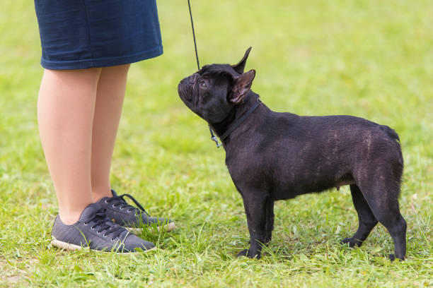 istock French bulldog in the park 1132440550