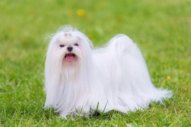 istock Maltese  dog in the park 1132440555