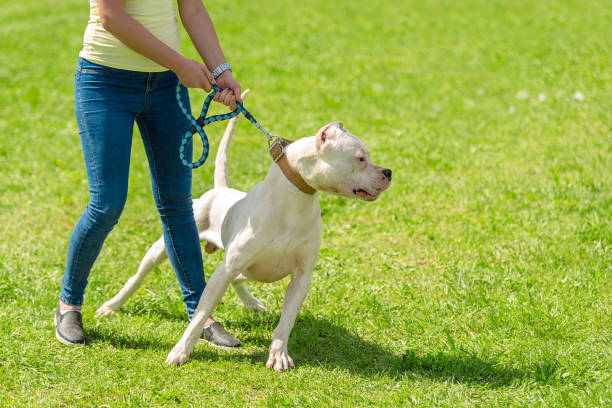 argentine dog with owner - hostile environment imagens e fotografias de stock