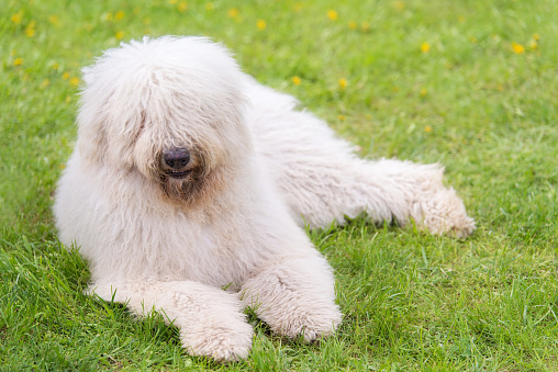 Hungarian komondor dogs in the park. Dog portrait