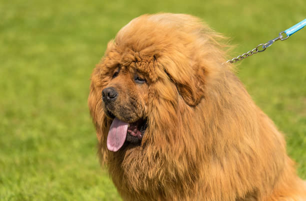 istock Large dog chow-chow in the green park 1132440590