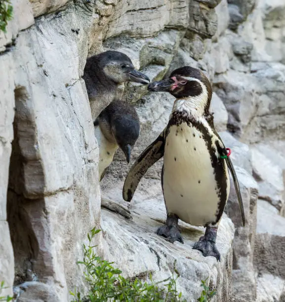 The Humboldt Penguin, Spheniscus humboldti also termed Peruvian penguin, or patranca is a South American penguin that breeds in coastal Chile and Peru.