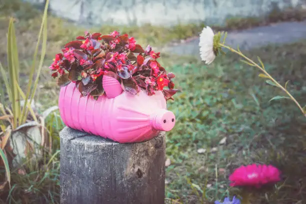 Photo of Pink flowerpot in the form of a pig from a plastic bottle.