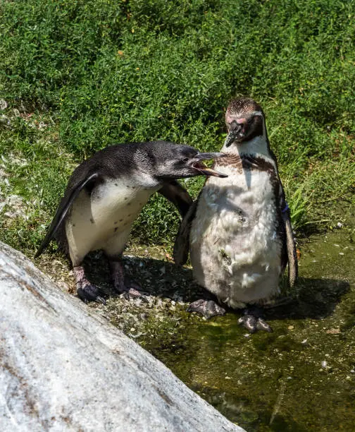 The Humboldt Penguin, Spheniscus humboldti also termed Peruvian penguin, or patranca is a South American penguin that breeds in coastal Chile and Peru.