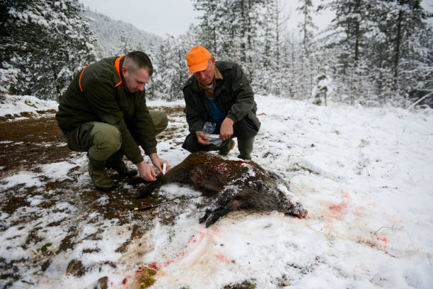 два охотника положить тег на ногу мертвого кабана в лесу в зимний период - hunting two people camouflage rifle стоковые фото и изображения