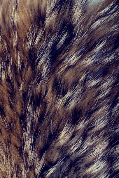 istock Texture of fur - fox - high resolution. Natural animal fur texture as background. 1132444641