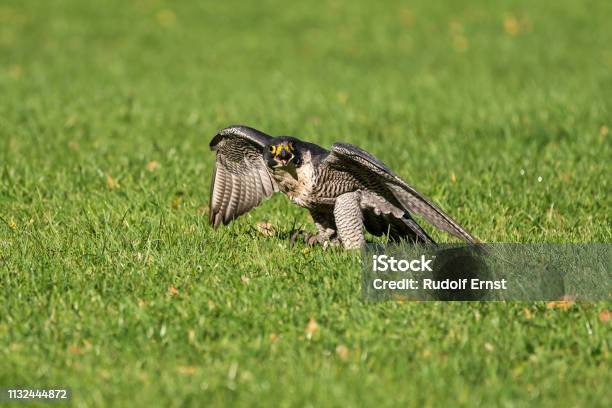 The Peregrine Falcon Falco Peregrinus The Fastest Animals In The World  Stock Photo - Download Image Now - iStock