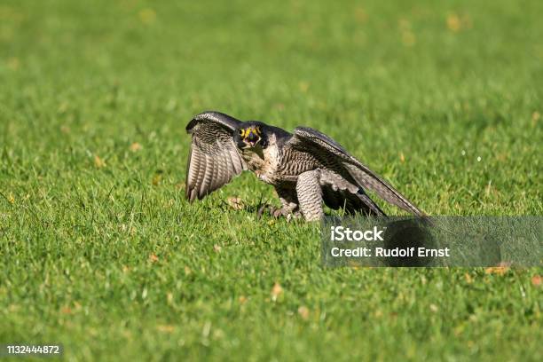 The Peregrine Falcon Falco Peregrinus The Fastest Animals In The World Stock Photo - Download Image Now - iStock The Peregrine Falcon Falco Peregrinus The Fastest Animals In The World Stock Photo - Download Image Now - iStock