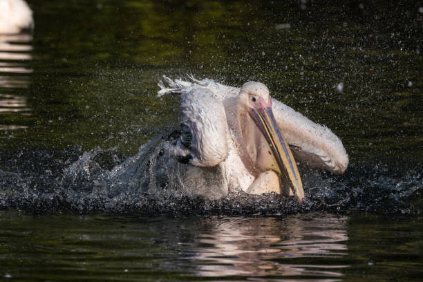 istock Great White Pelican, Pelecanus onocrotalus in the zoo 1132444998