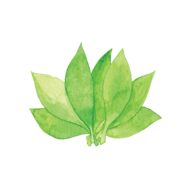Watercolor Green Leaf Bunch Vector illustration of Green Leaves. a bunch of flowers clip art stock illustrations