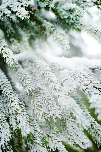 Snowy and frozen firs in a foggy atmosphere