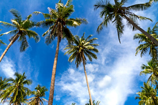 istock Coconut idyllic with blue sky at Beach Ban Krut Beach 1132447089