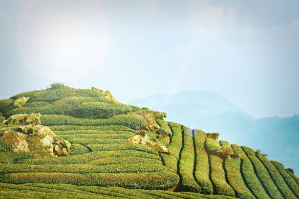 istock Beautiful tea garden rows scene isolated with blue sky and cloud, design concept for the tea product background, copy space, aerial view 1132448044