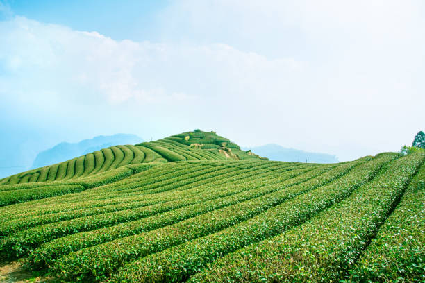 istock Beautiful tea garden rows scene isolated with blue sky and cloud, design concept for the tea product background, copy space, aerial view 1132448062