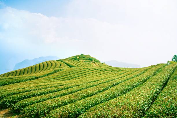 istock Beautiful tea garden rows scene isolated with blue sky and cloud, design concept for the tea product background, copy space, aerial view 1132448082