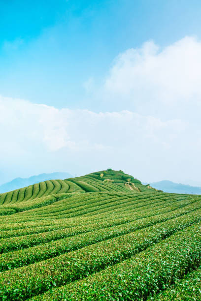 istock Beautiful tea garden rows scene isolated with blue sky and cloud, design concept for the tea product background, copy space, aerial view 1132448095