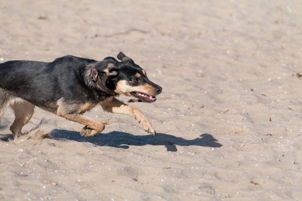 istock A young dog Jagdterrier Smooth-haired breed walks on a sunny afternoon with a girlfriend on a sandy beach and grass near the water. 1132448114
