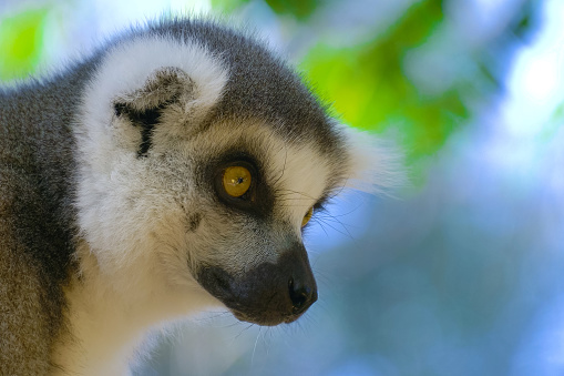 Lemur Close up in Madagascar. Portrait of ring-tailed lemur catta. Lemur catta in the natural habitat.