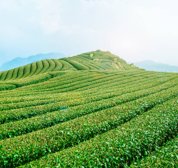 istock Beautiful tea garden rows scene isolated with blue sky and cloud, design concept for the tea product background, copy space, aerial view 1132448118