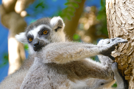 Lemur licks his paw. Ring tailed Lemur close up. Lemur catta in the natural habitat.