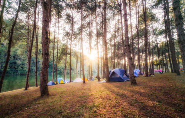 istock Pine forest with sunlight shine on reservoir at sunset 1132448352