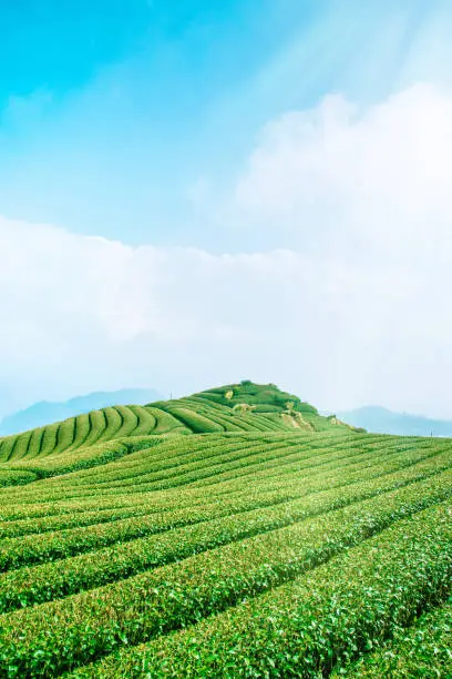 Photo of Beautiful tea garden rows scene isolated with blue sky and cloud, design concept for the tea product background, copy space, aerial view