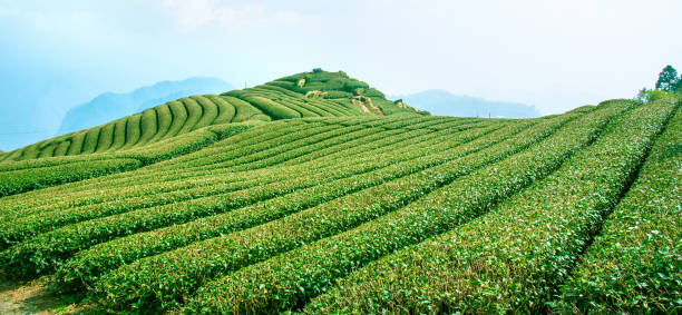 青空と雲で孤立美しいお茶の庭の行のシーン、茶製品の背景のデザインコンセプト、コピースペース、空中ビュー - tea crop ストックフォトと画像