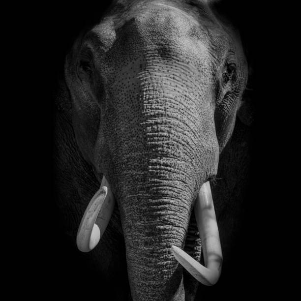 istock Asian Elephant with large white tusks looking directly at the camera 1132448565