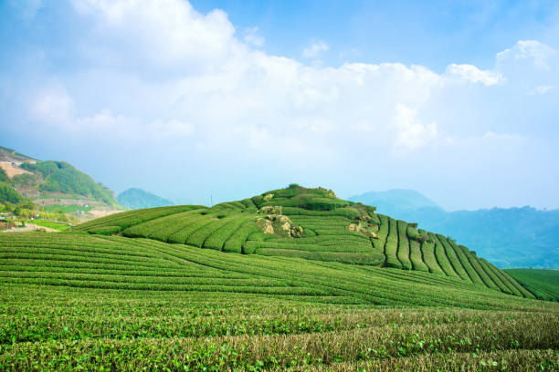 istock Beautiful tea garden rows scene isolated with blue sky and cloud, design concept for the tea product background, copy space, aerial view 1132448625