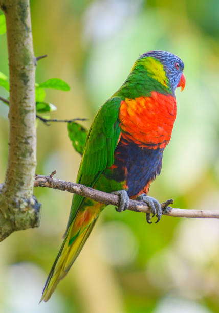 istock Coconut lorikeet parrot tropical bird sitting in a tree 1132448639