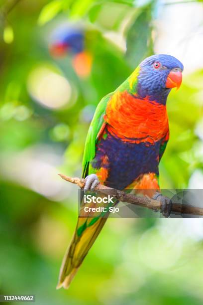 Coconut Lorikeet Parrot Tropical Bird Sitting In A Tree Stock Photo - Download Image Now