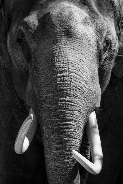 Asian Elephant with large tusks looking directly at the camera. The Asian or Asiatic elephant (Elephas maximus) has been listed as endangered as the population has declined by at least 50% over the last three generations.