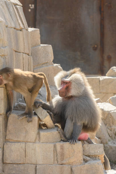 istock Hamadryas baboon male and female pair sitting on rocks 1132449740