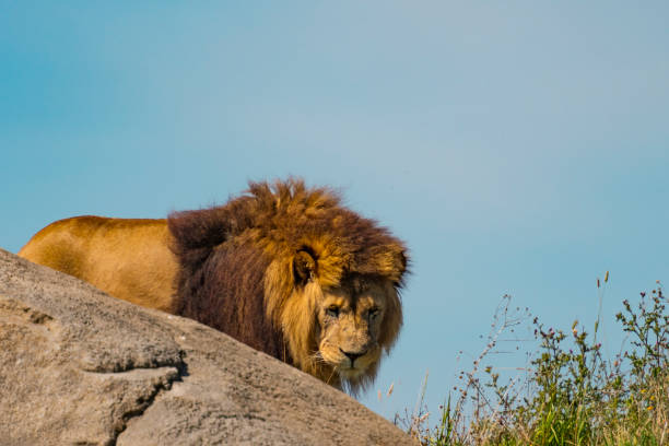 African Atlas Lion (Panthera Leo) resting, Felidae family