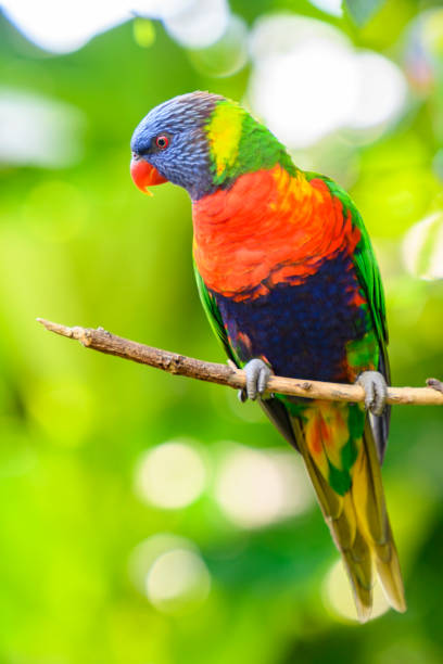 istock Coconut lorikeet parrot tropical bird sitting in a tree 1132449924