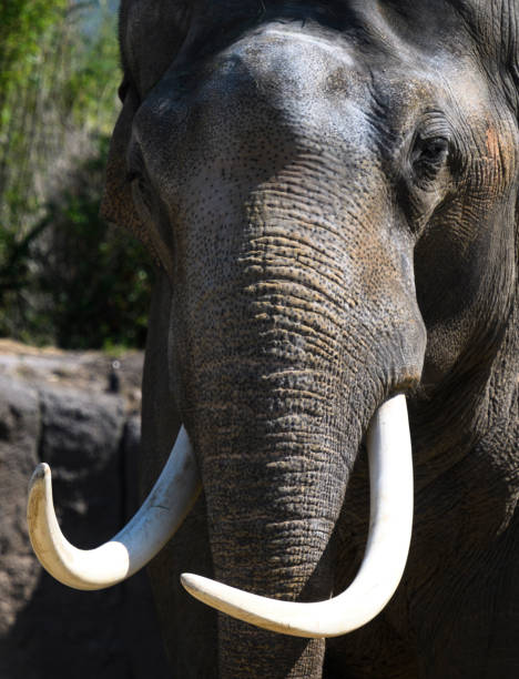 istock Asian Elephant with large white tusks looking directly at the camera 1132449951