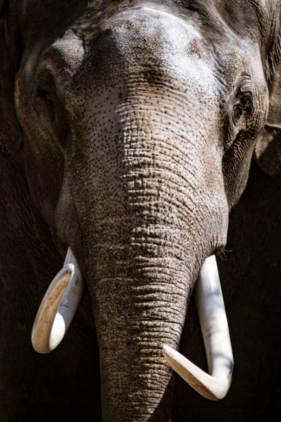 istock Asian Elephant with large white tusks looking directly at the camera 1132449990