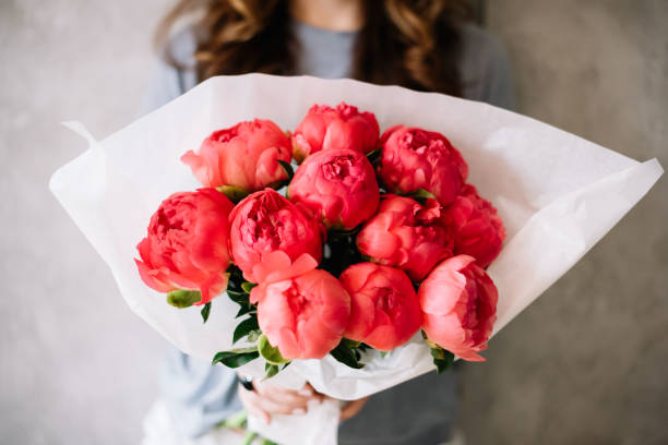 Very nice young woman holding a beautiful blossoming flower mono bouquet of fresh coral coloured Peonies on the grey wall background stock photo