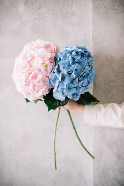 istock very nice young man holding a beautiful blossoming pink and light blue Hydrangeas on the grey wall background 1132450063