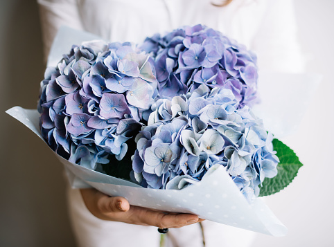 Very nice young woman holding a beautiful blossoming flower bouquet of fresh blue Hydrangea on the grey wall background